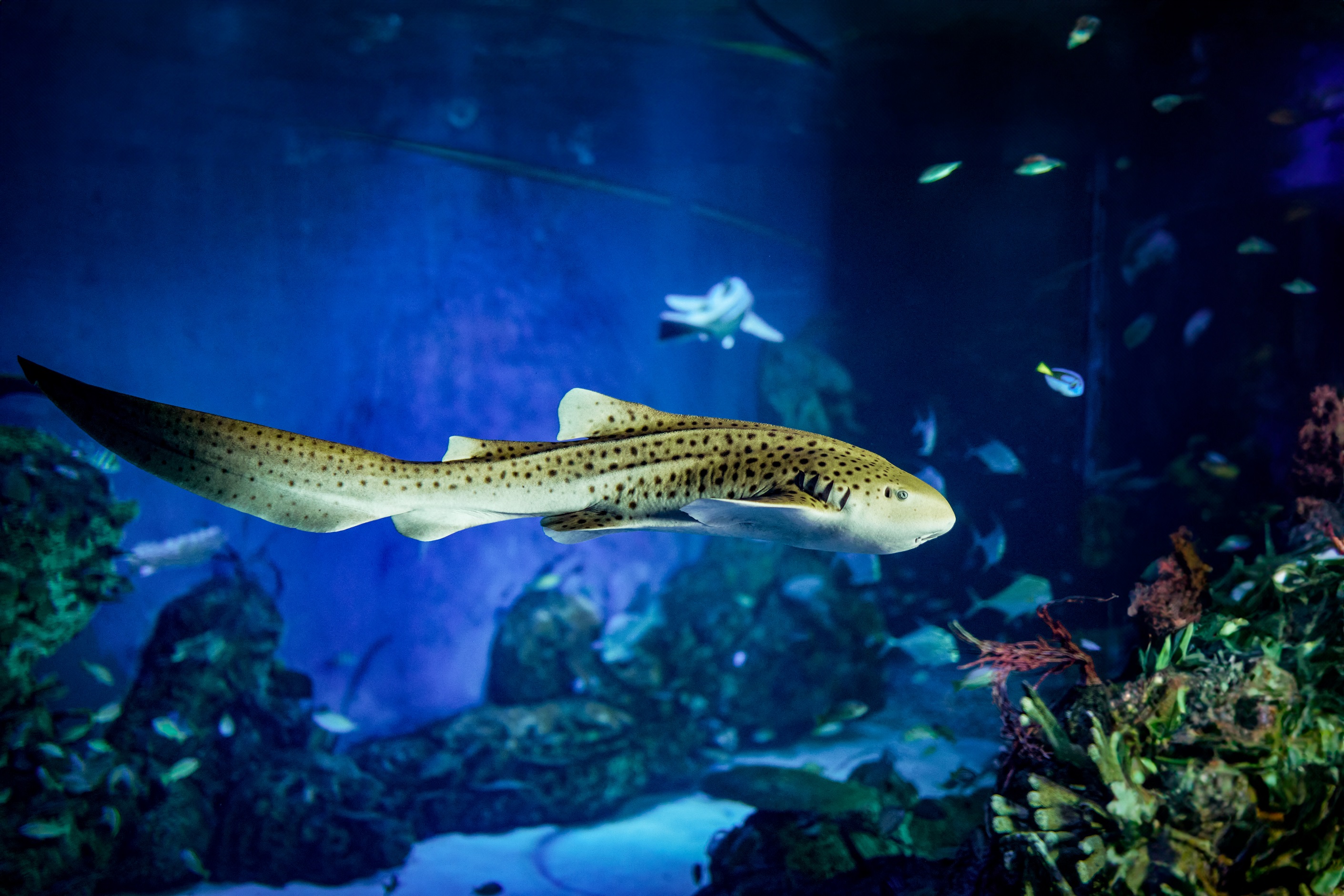 バリ島 ギャニャール マリンサファリ・バリ水族館入場券