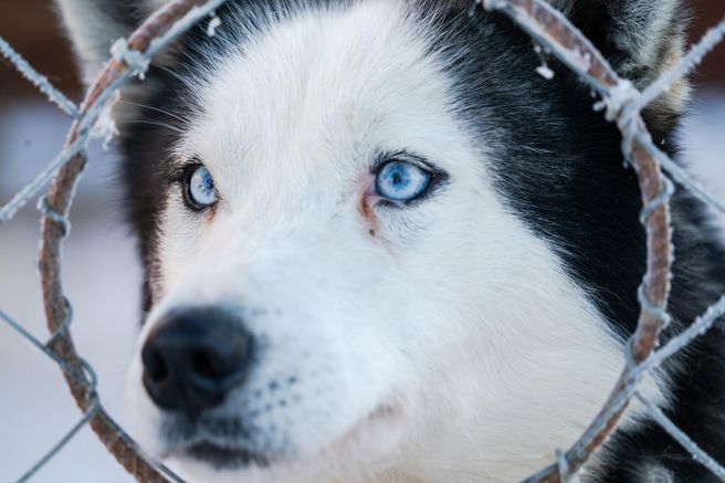 Levi 2 km Husky Sled Small-Group Tour