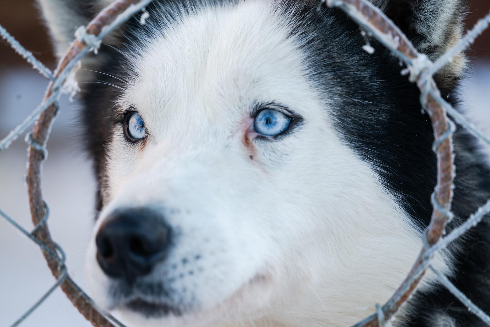 Levi 2 km Husky Sled Small-Group Tour