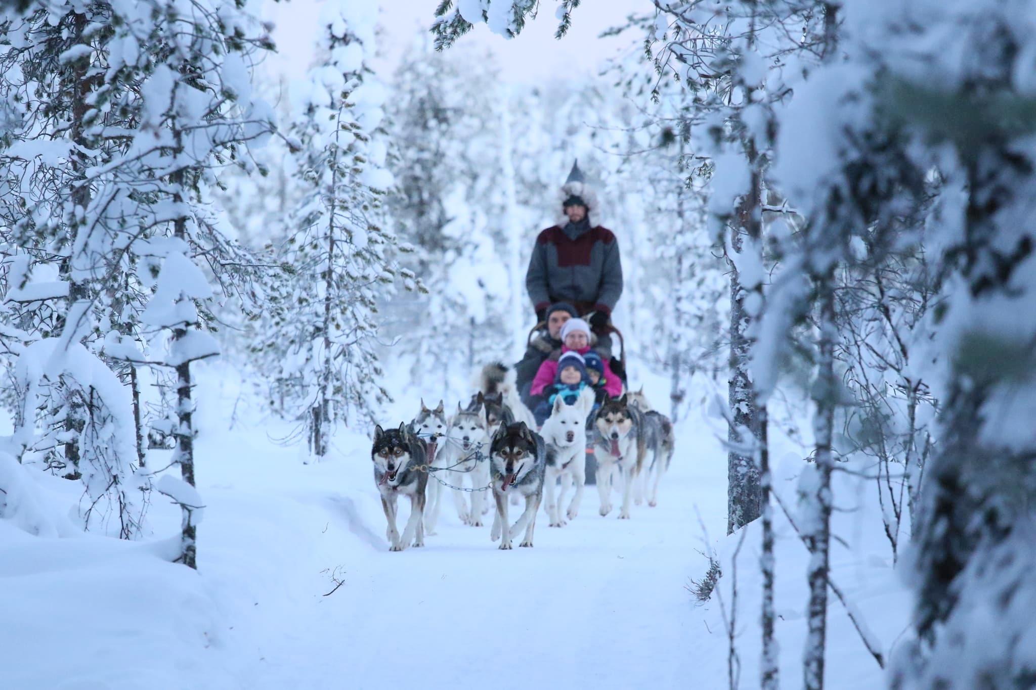 Levi 4-Hour Self-Drive Husky Sled Tour