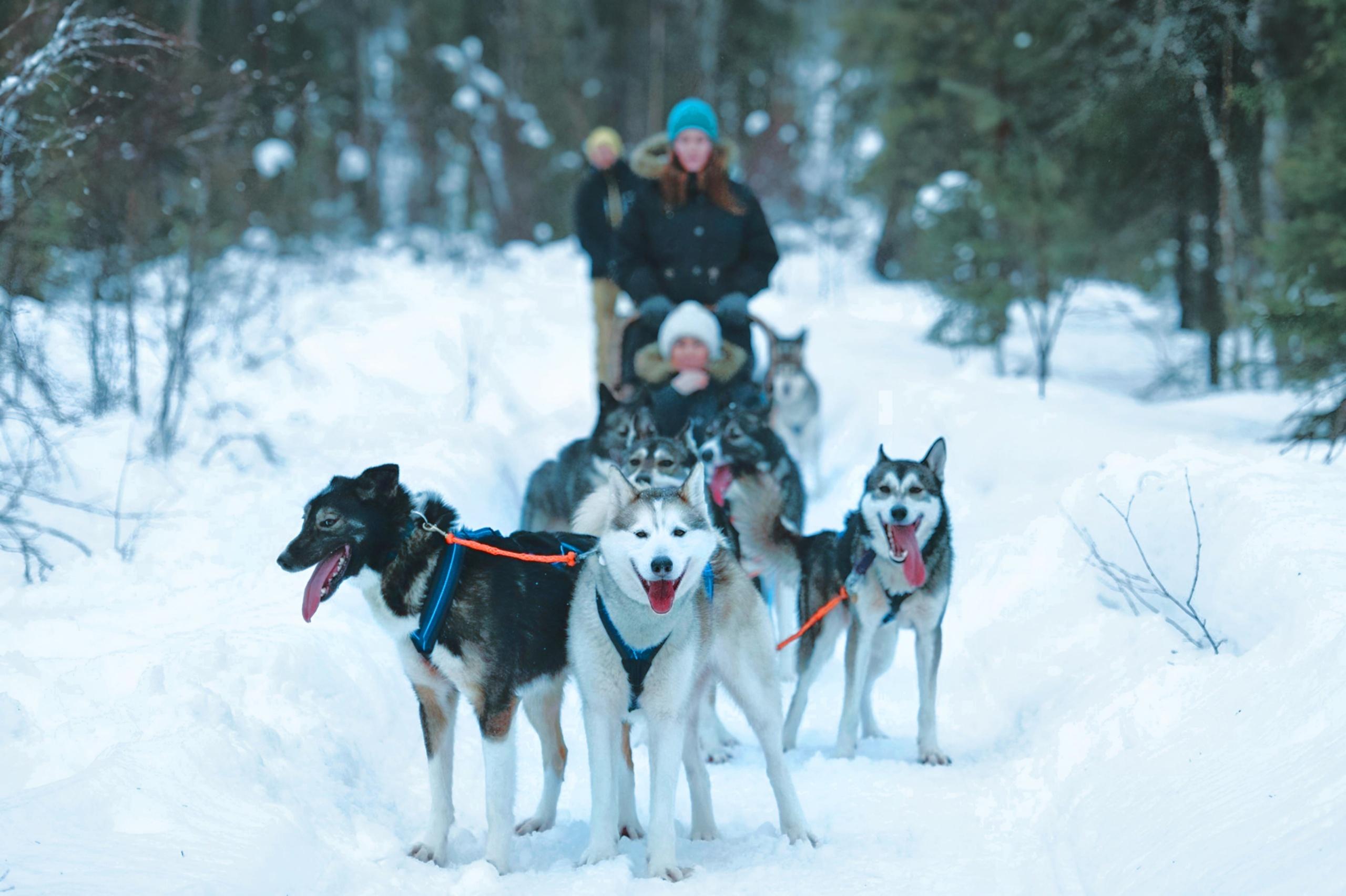Levi Husky Park Sled Tour