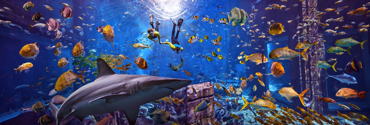 Dubai Lost World Aquarium Snorkeling Experience (Same-Day Entry Included)