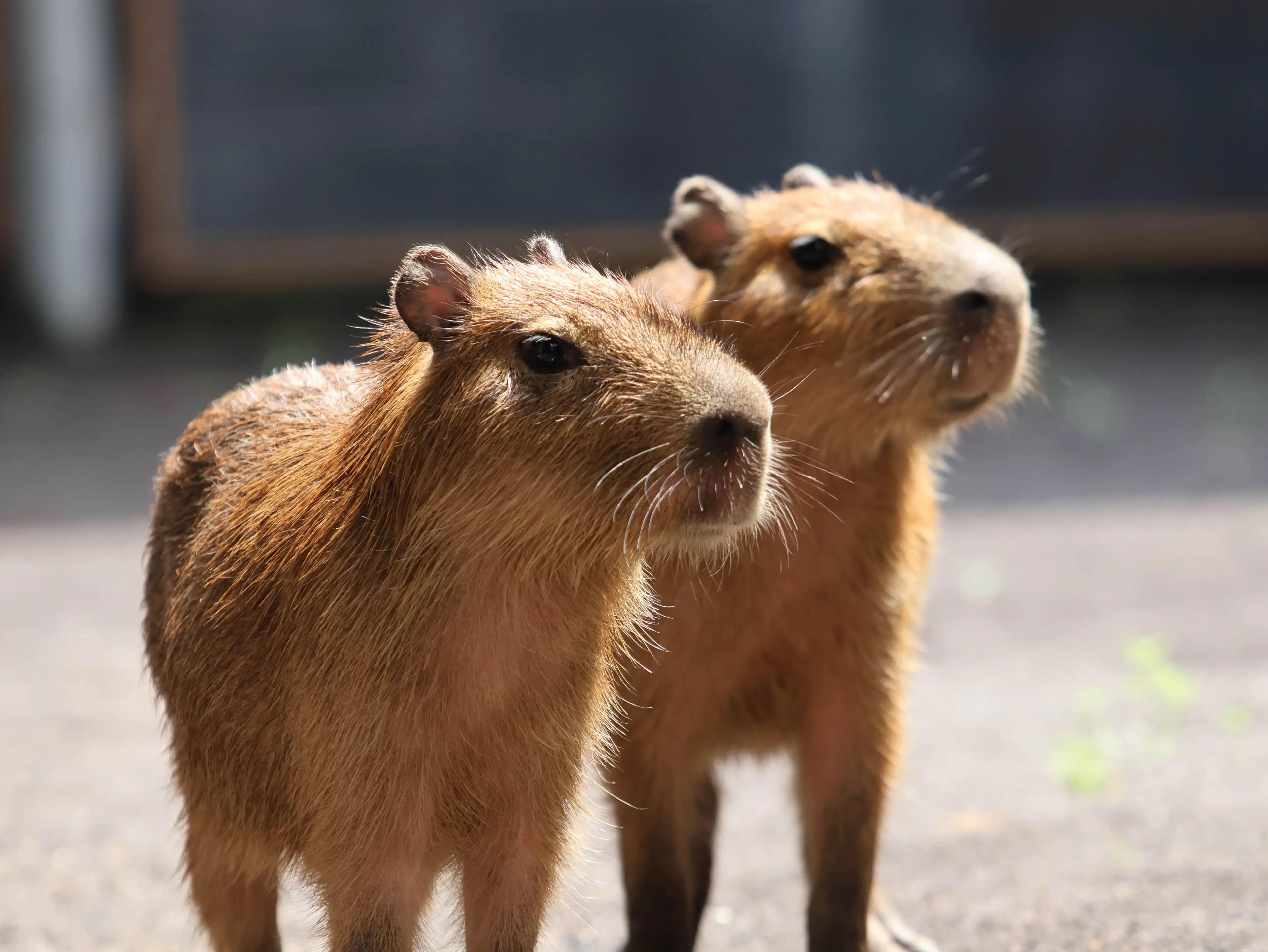 バリ動物園 カピバラ観察&餌やり体験 - 入園券付き