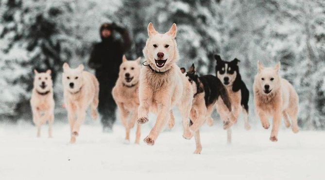 Levi 5 km Self-Drive Husky Sledding Experience