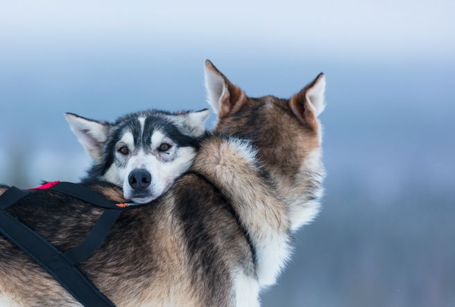 Levi 7 km Self-Drive Husky Sledding Experience