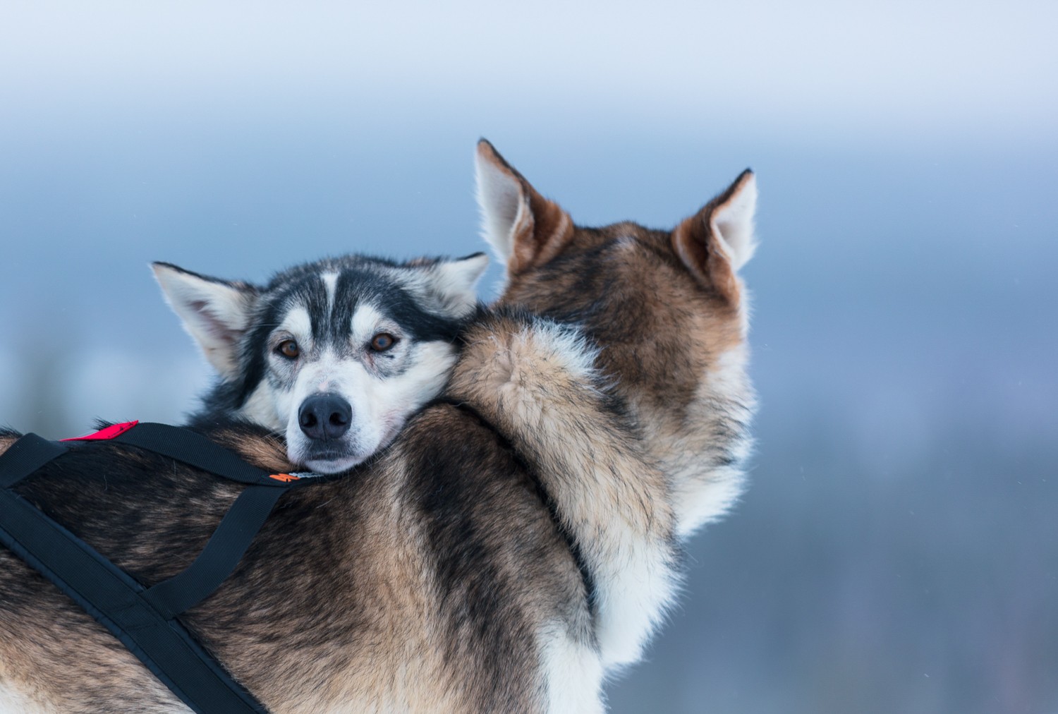 Levi 7 km Self-Drive Husky Sledding Experience
