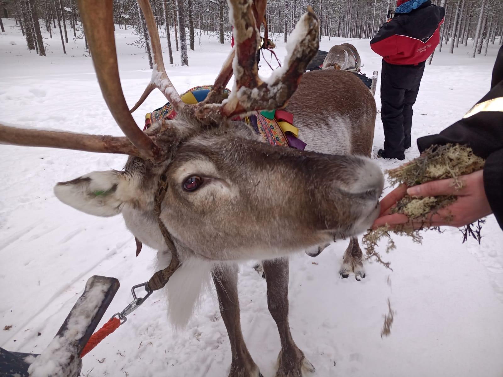 Saariselkä Northern Lights & Reindeer Sleigh Tour