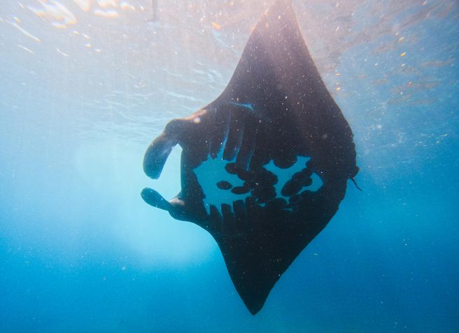 Bali Nusa Penida Manta & Gamat Bay Snorkeling Tour - Underwater Photos