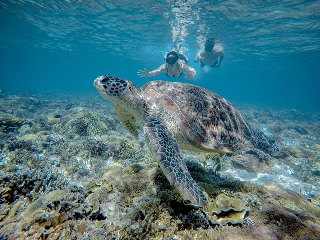 ギリ・トラワンガン発:ウミガメ&海中彫刻シュノーケリングツアー - グラスボトムボート