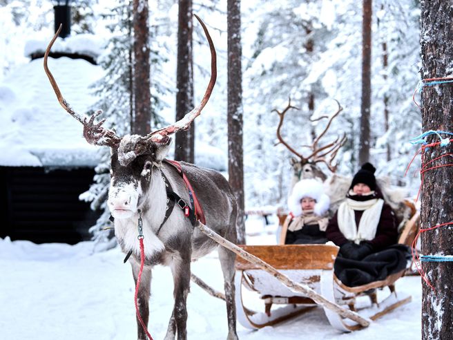 Levi 1.5 km Reindeer Sleigh Tour
