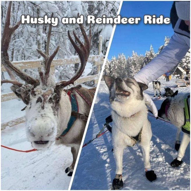 Levi 2 km Husky & 800 m Reindeer Sleigh Tour