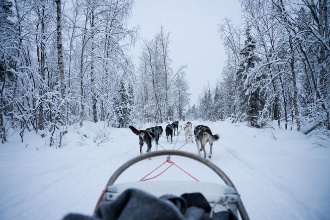 Levi Self-Drive Husky Sled Safari