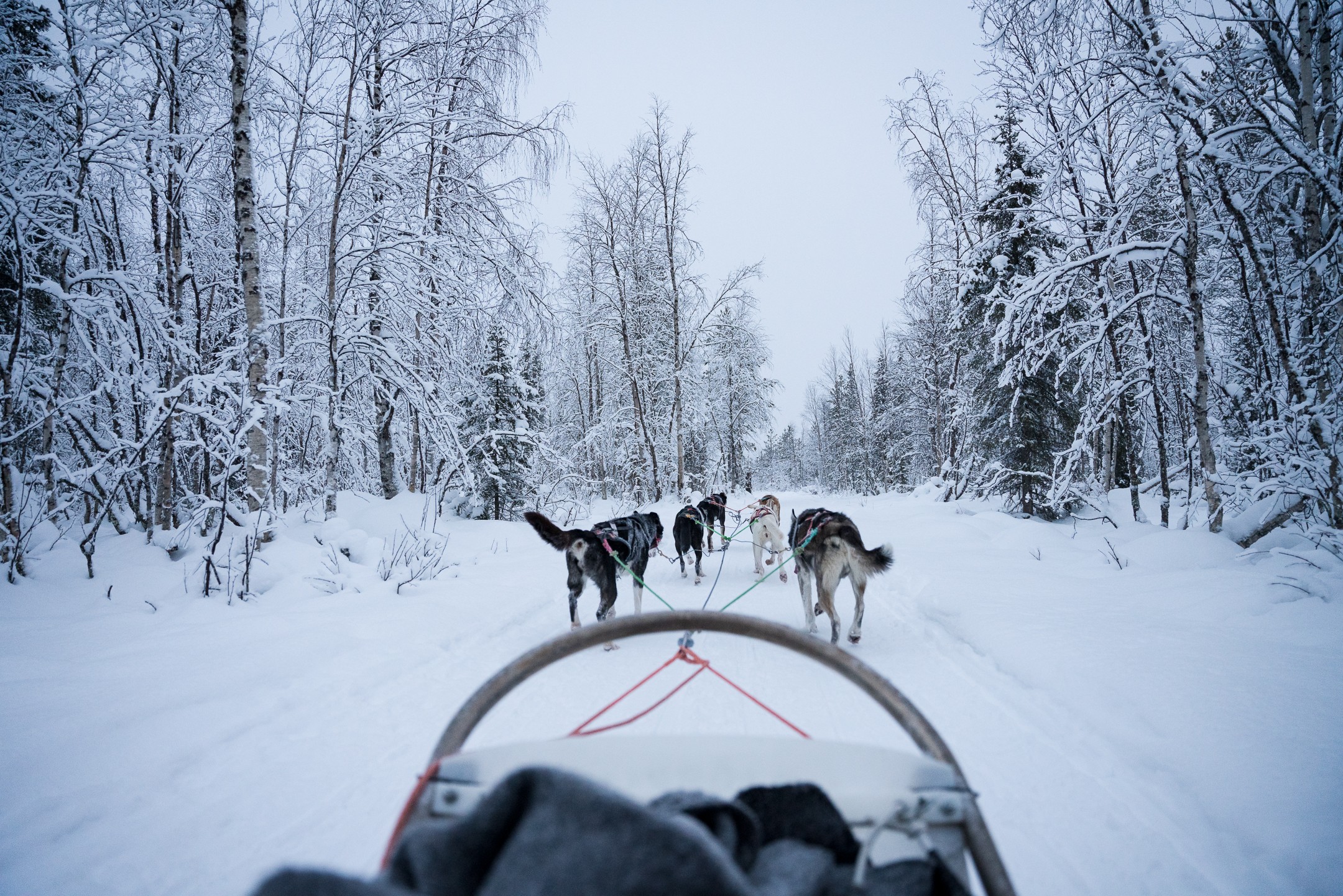 Levi Self-Drive Husky Sled Safari
