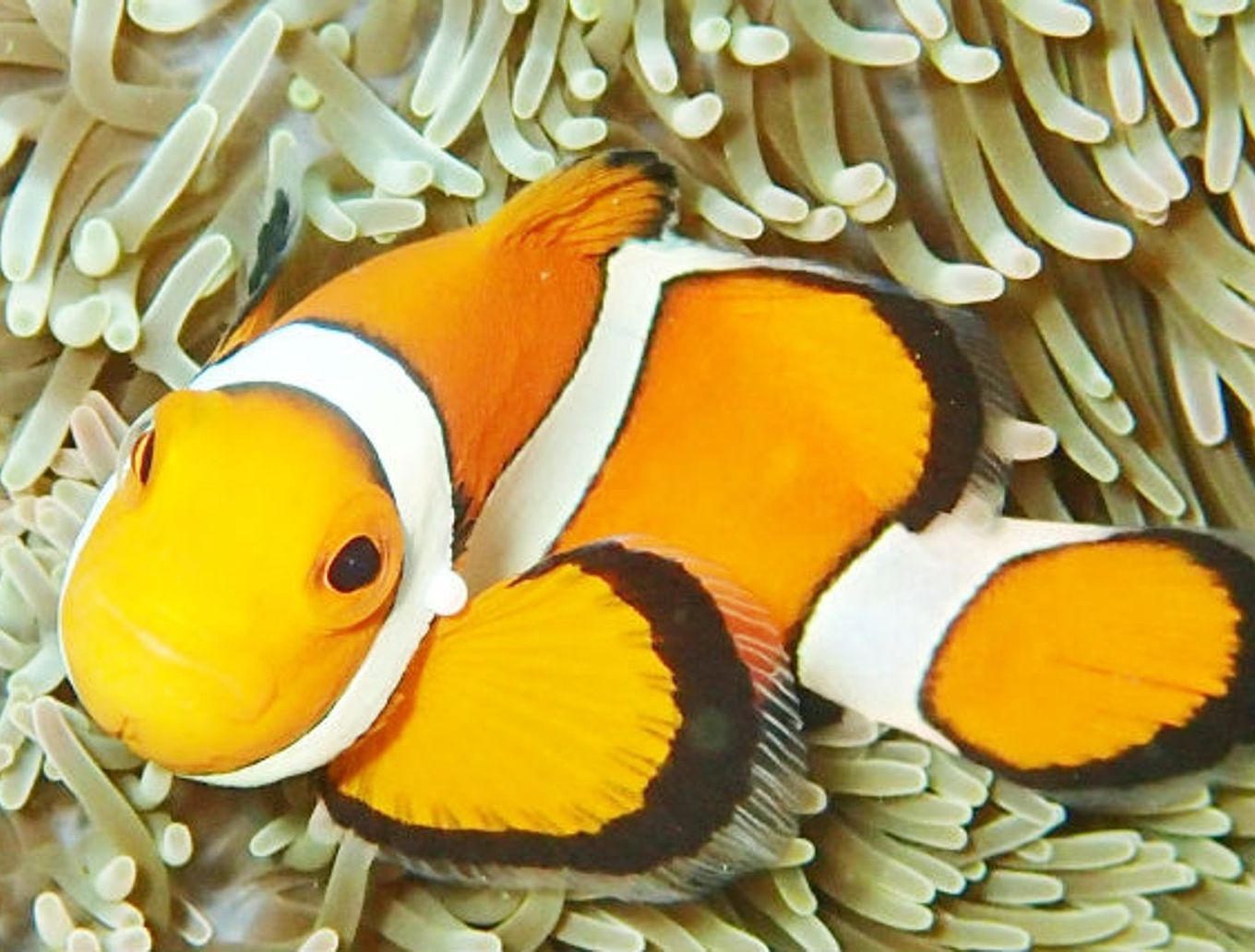 detail_image