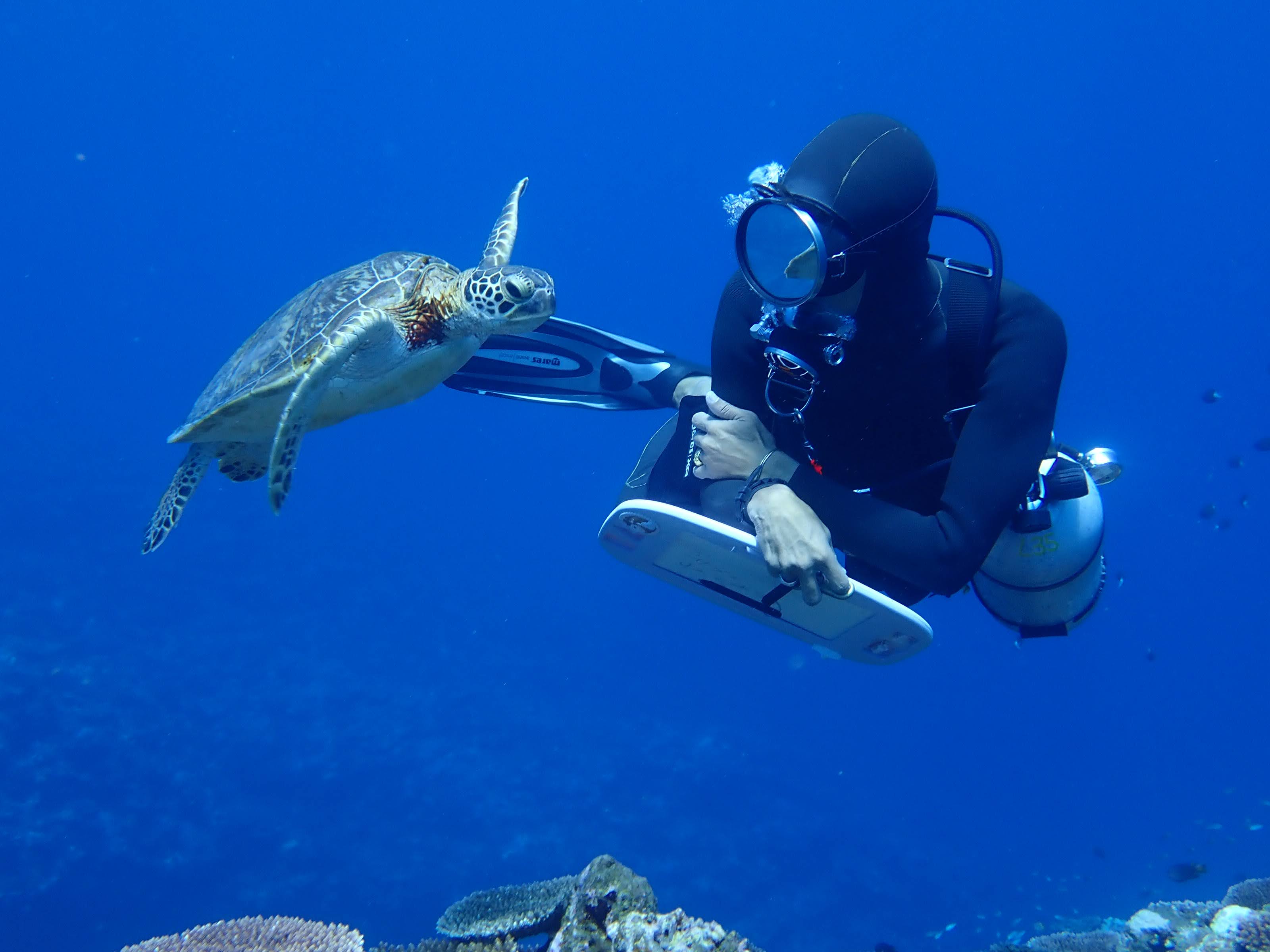 Ishigaki Sea Turtle Snorkeling & Phantom Island Tour (Sunfish)