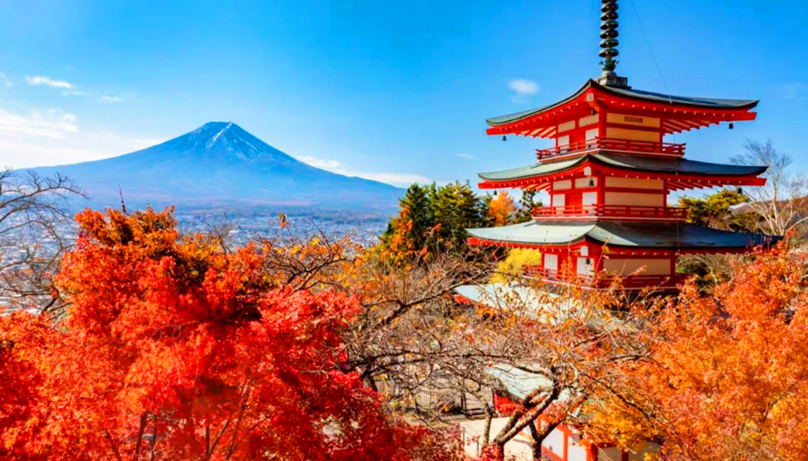 [독점할인] 도쿄 후지산 포토 스팟 G코스 일일 투어 (아라쿠라야마, 히카와, 오시노 핫카이, 로손 카와구치코)