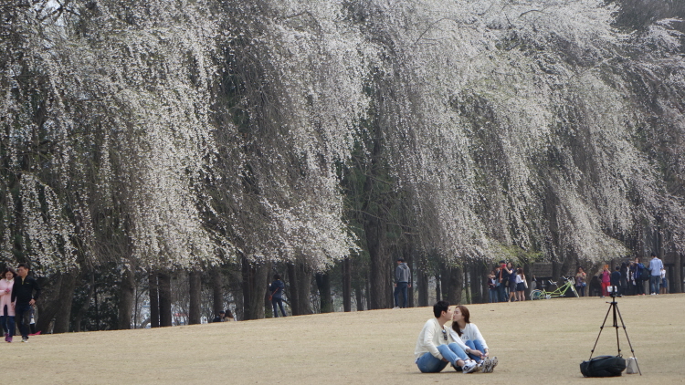 서울 ↔ 남이섬 직행 공식 셔틀버스