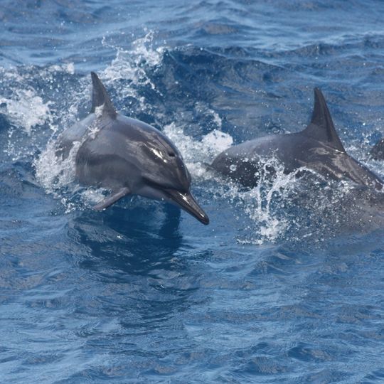 magazine detail image