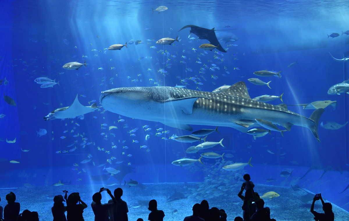 Churaumi Aquarium : Encounter the Majesty of the Ocean