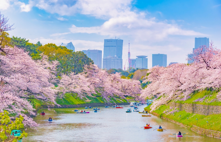 2025年版：東京桜と富士山を満喫するバスツアーTOP3