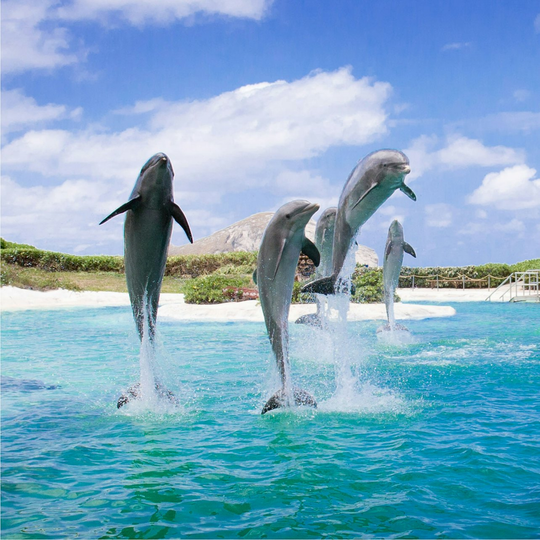 magazine detail image