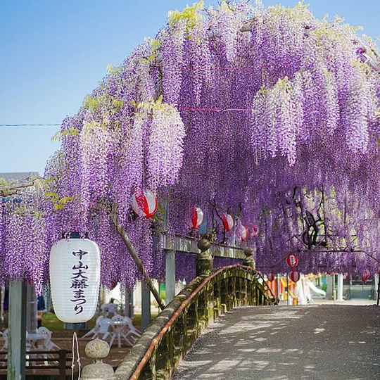 magazine detail image