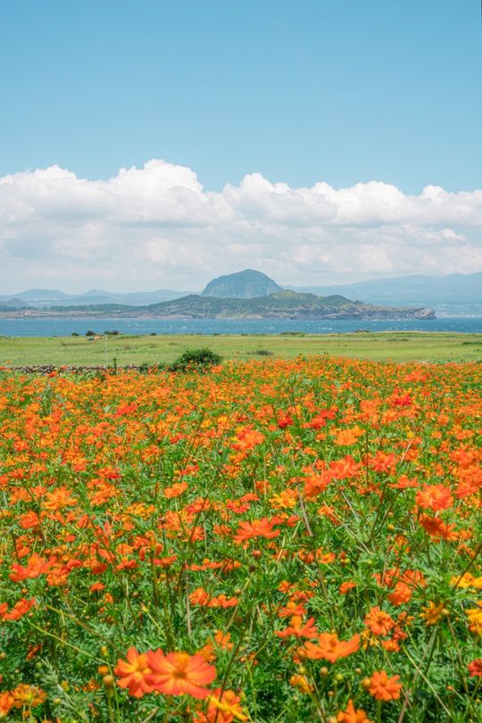 magazine detail image