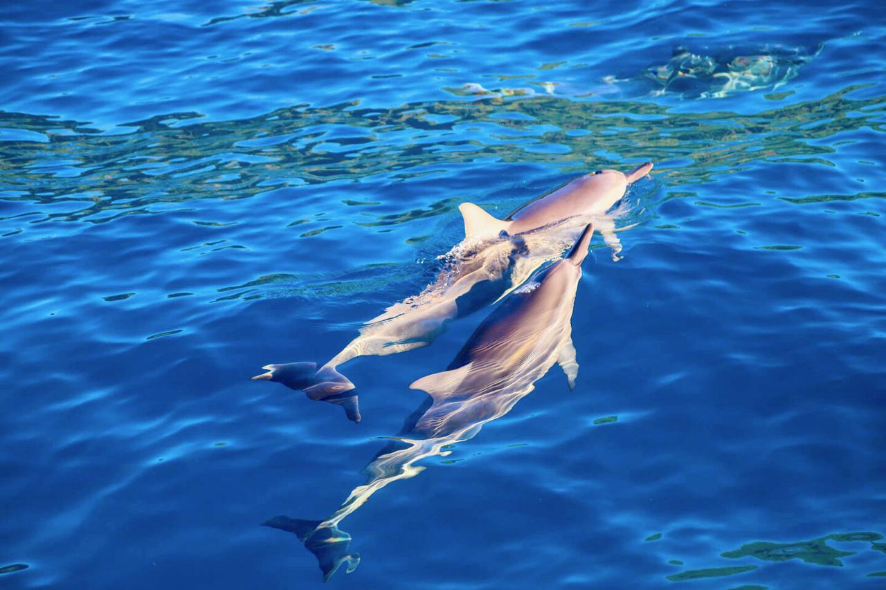 Best Oahu Cruise Tours to Meet Dolphins