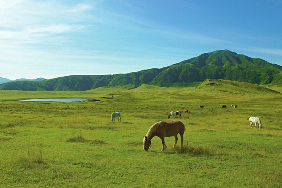阿蘇の鼓動を感じる旅：阿蘇山＆草千里 1日ツアー