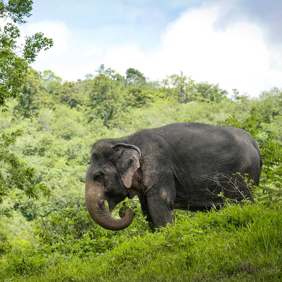 Phuket Elephant Sanctuary: Ethical Encounters with Gentle Giants