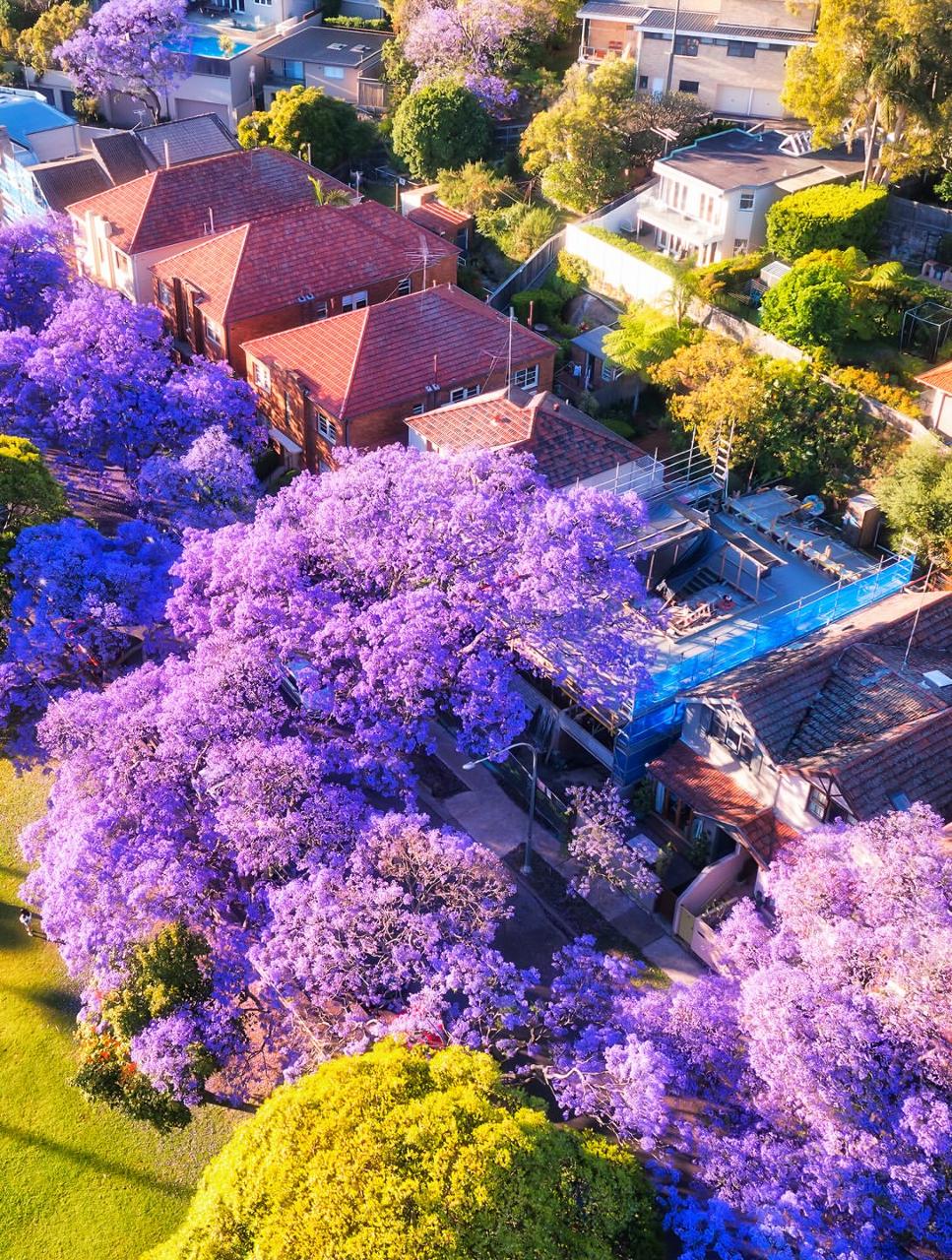 Why Sydney in October is Your Ultimate Guide to Seeing Jacarandas