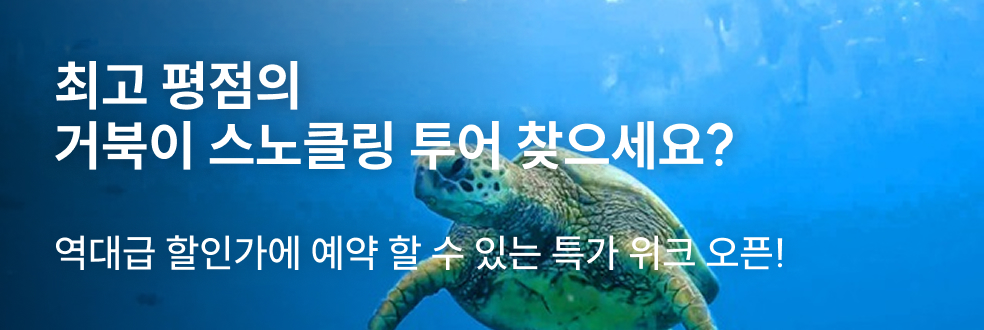 하와이 거북이 스노클링 투어 특가