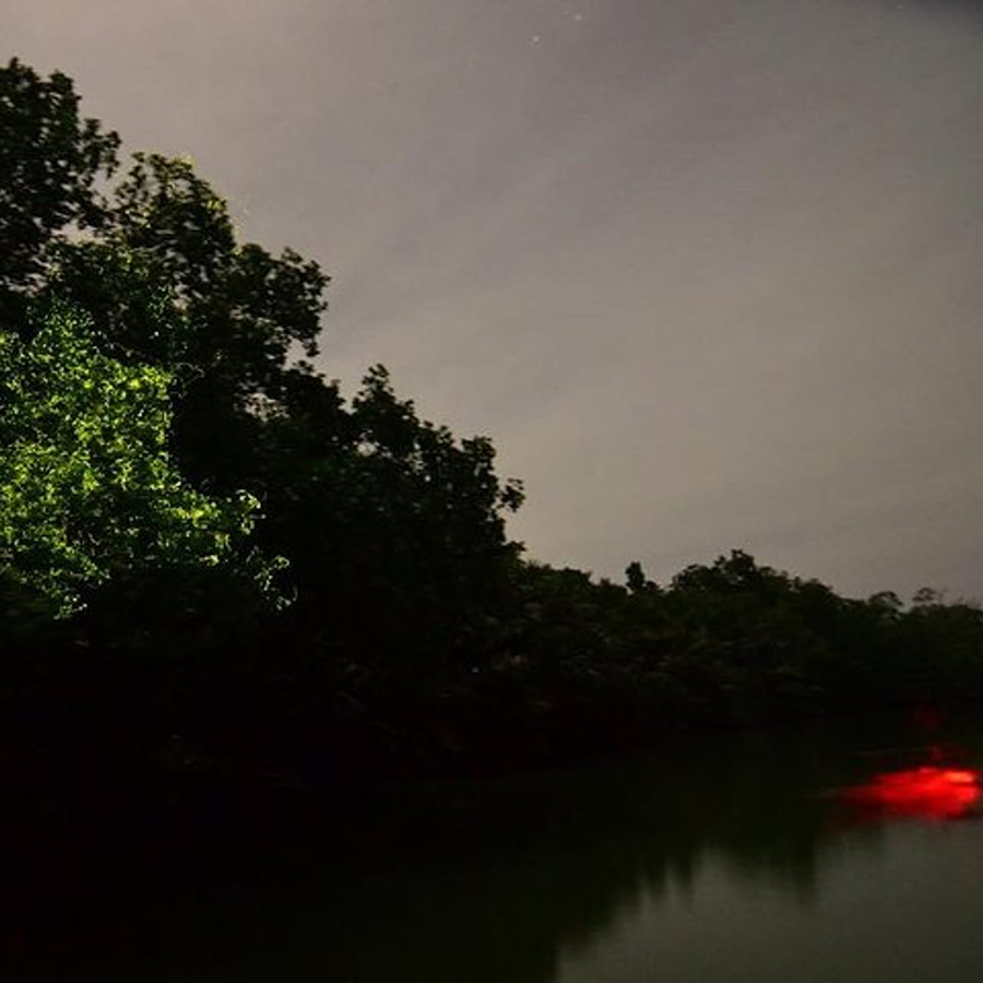 밤이 될수록 선명해지는 반딧불 투어