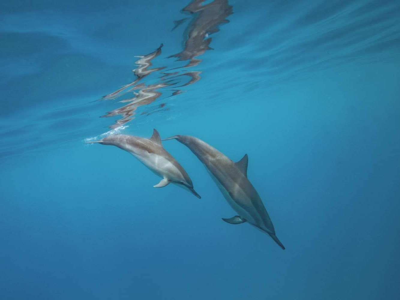 Experience the raw, breathtaking beauty of Hawaii’s Dolphin Cruise