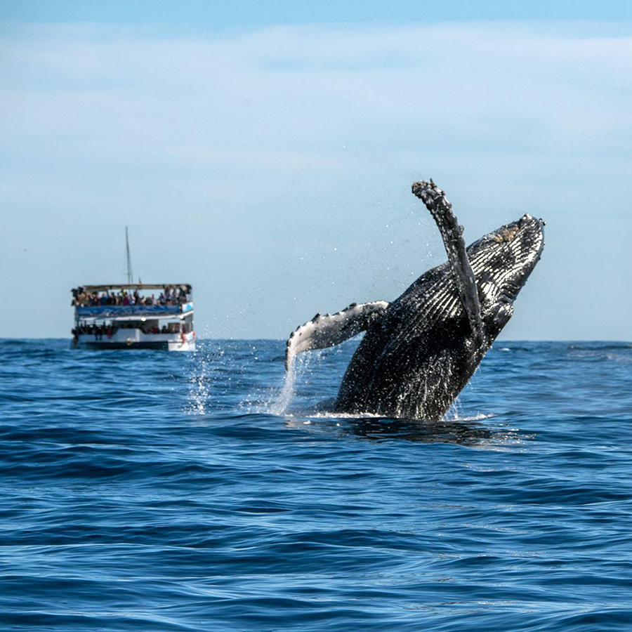 How about a Winter-Exclusive Whale Watching Cruise?