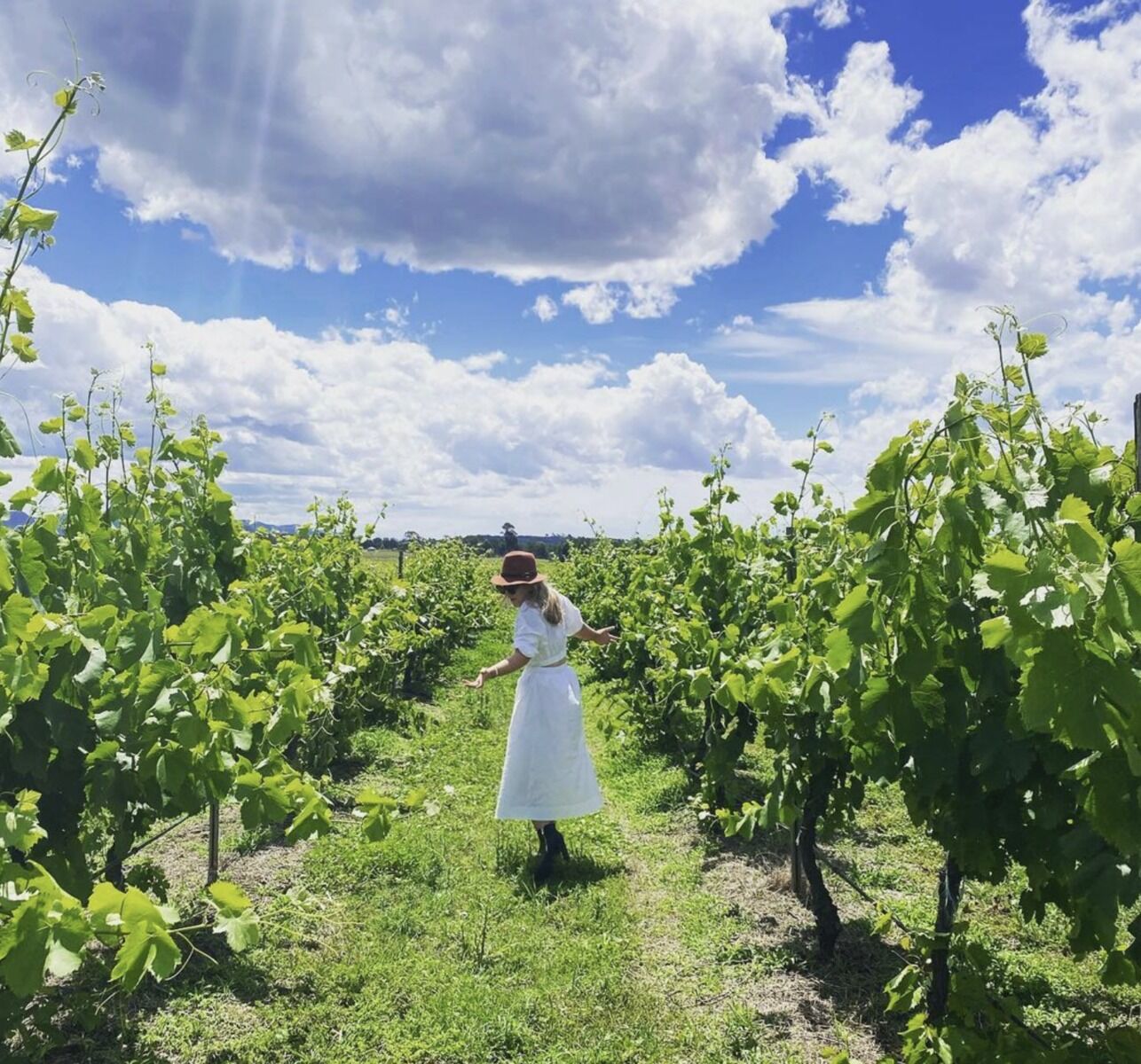 초록빛 포도밭을 만나는 기분 좋은 헌터밸리의 오후