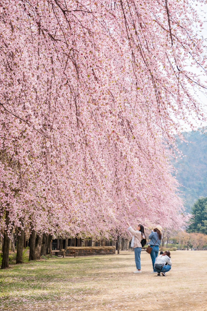 봄 기운 제대로 느끼는 강원도 여행지