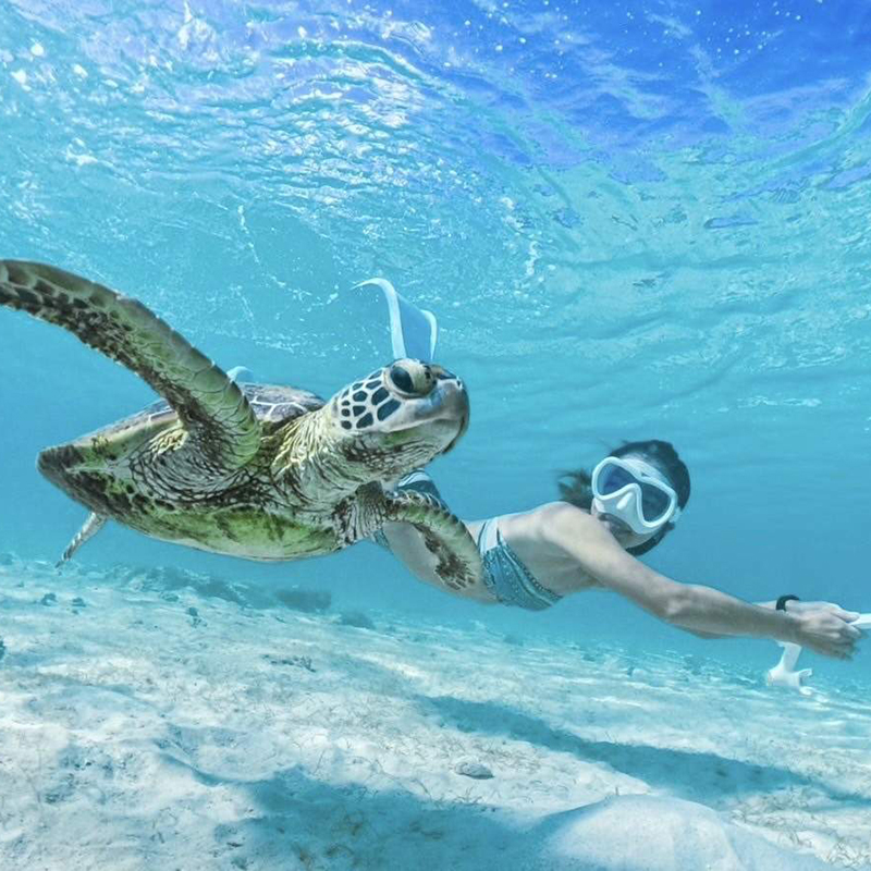 Snorkeling with Turtles and Whale Sharks