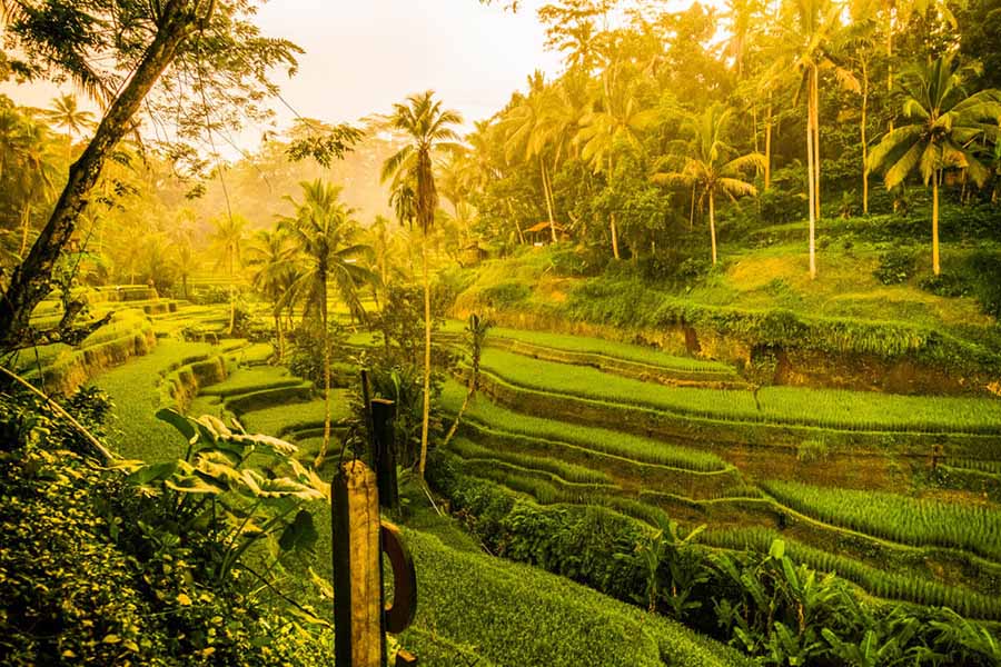 Private Bali Ubud Tour