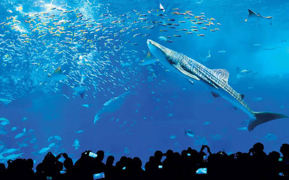 沖縄美ら海水族館への行き方