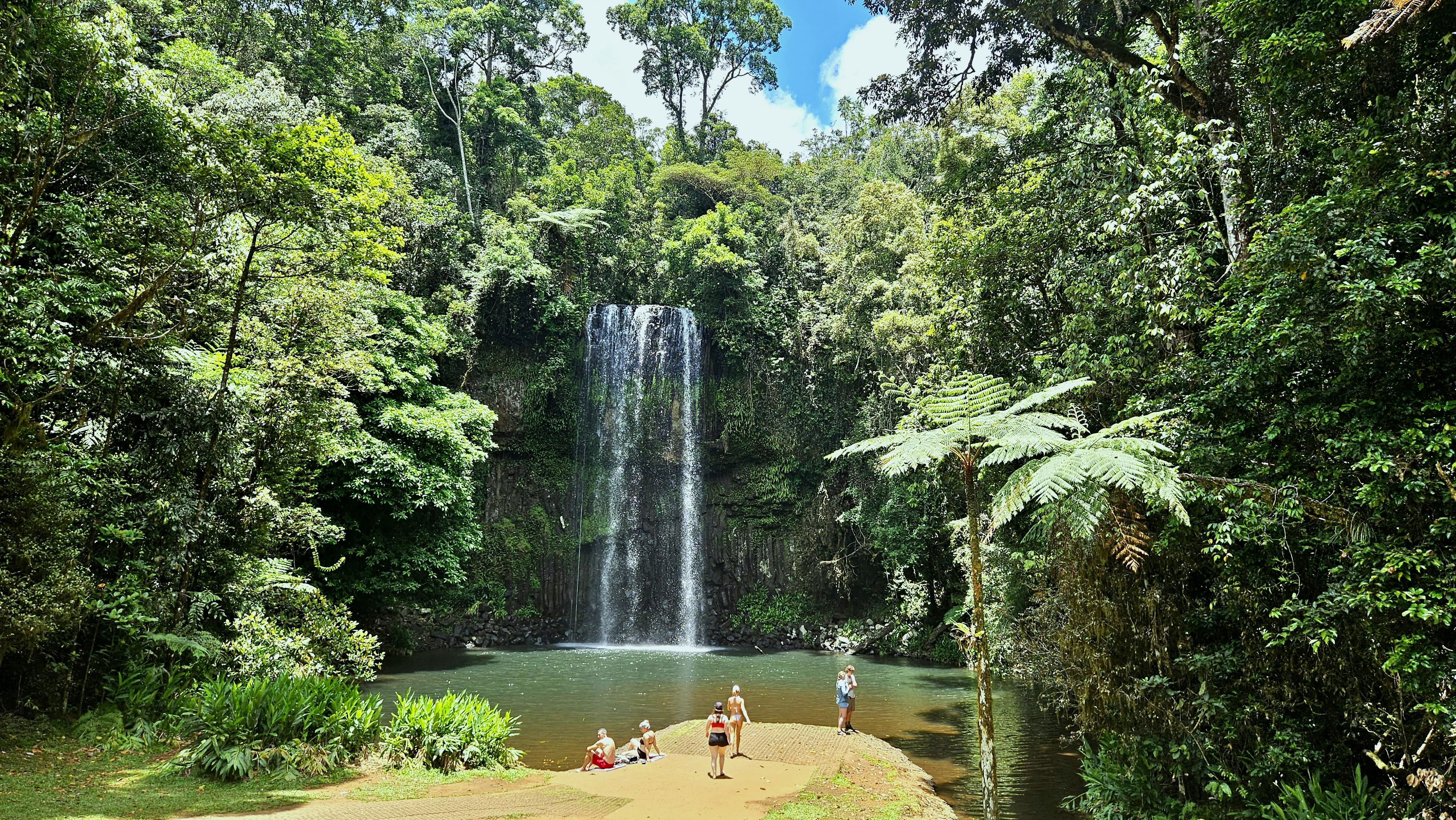 Cairns Daintree Rainforest & Waterfall Tours