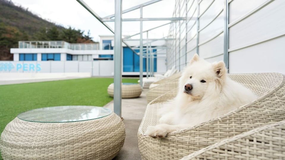 경주 퍼스펫 애견펜션
